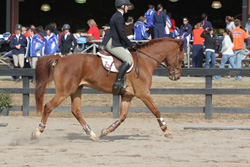 Person riding hunter horse with poll flexion